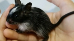 Jak krotit degu k ruce, ruční domů degu